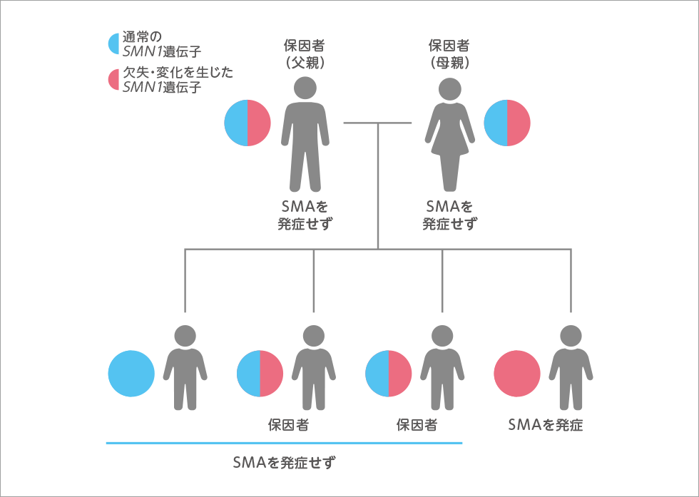 欠失または変化したSMN1遺伝子を両親から1つずつ受け継いだ子どもにSMAが発症